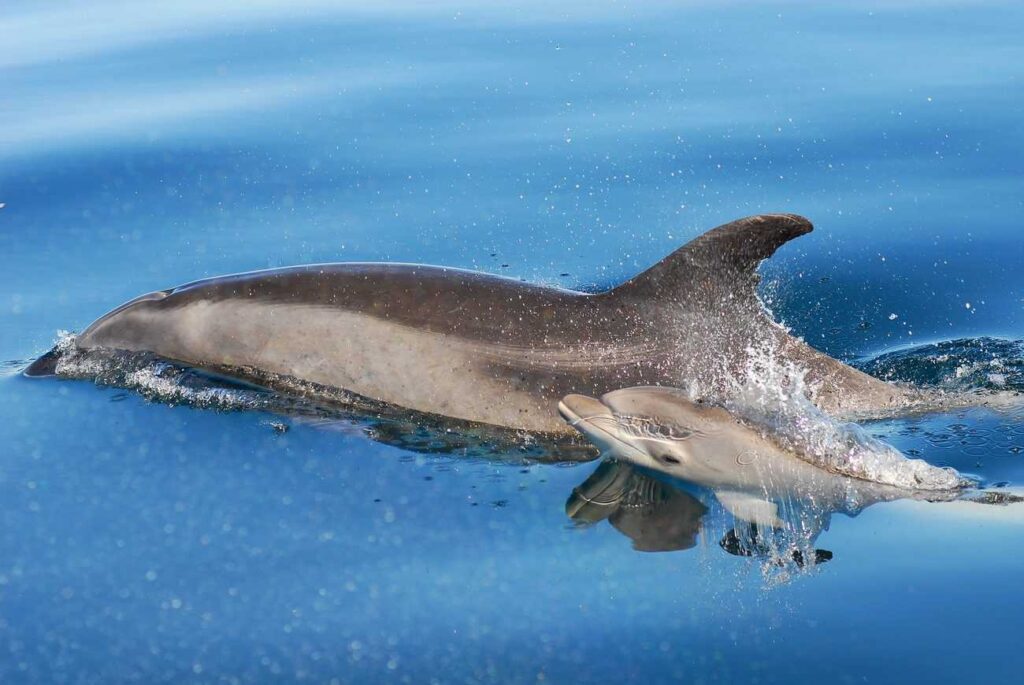 imgi_11_dolphin-and-baby-scaled