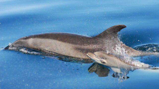 imgi_11_dolphin-and-baby-scaled