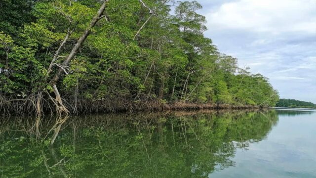 imgi_13_Panama-Mangrove-Tours