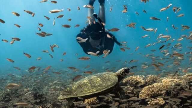imgi_36_Coiba-Swimming-with-Sea-Turtles