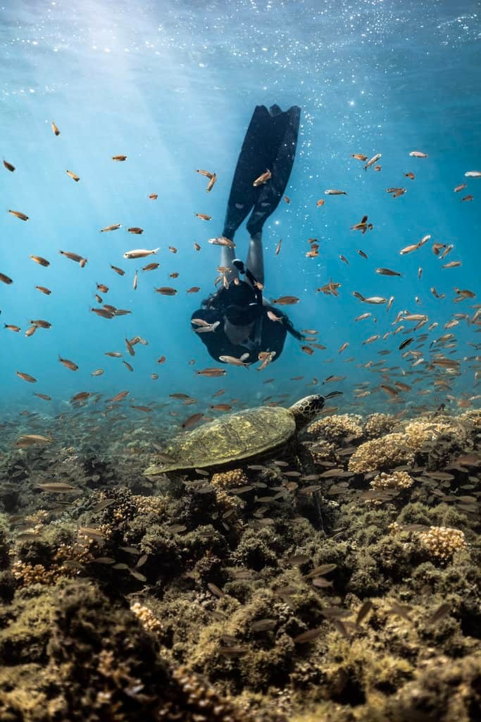 imgi_36_Coiba-Swimming-with-Sea-Turtles