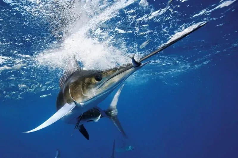 imgi_42_fishing-marlin-panama-800×532.jpg