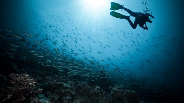 Discover Scuba in Coiba – Intro Dive for Beginners