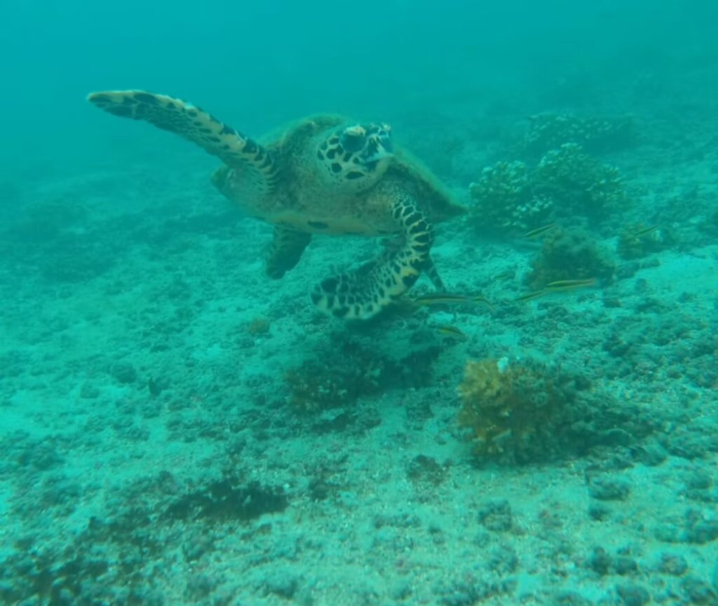 imgi_61_2e7ee5_5beb64a4922445e0858f5cbfd73dcf9d~mv2