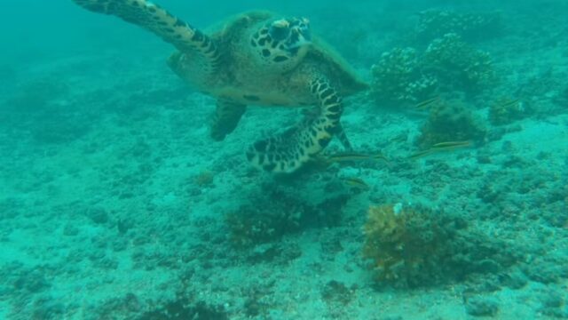 imgi_61_2e7ee5_5beb64a4922445e0858f5cbfd73dcf9d~mv2