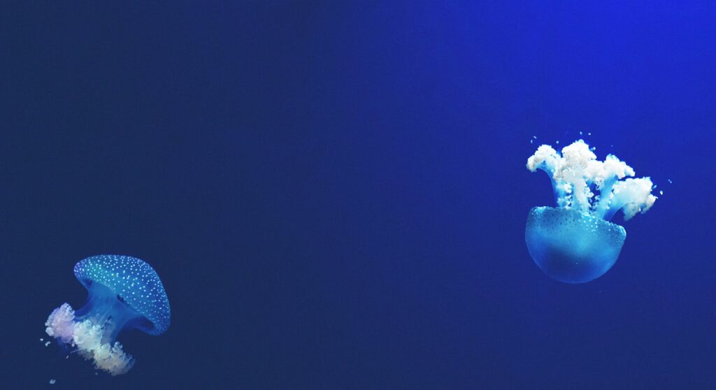 Coiva Scuba Diving 2026