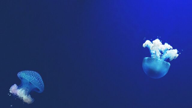 Coiva Scuba Diving 2026