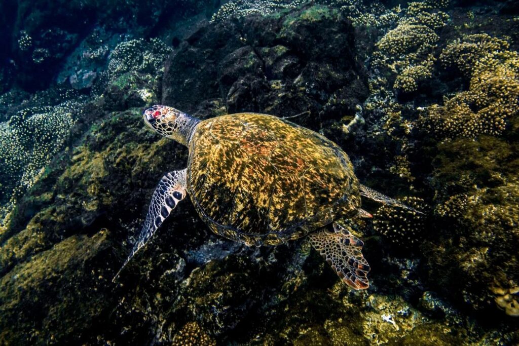 Group of scuba divers exploring Coiba Island reef